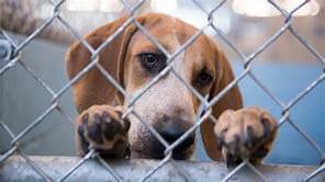 Have a Heart Pet Shelter: Providing Compassionate Care for Animals in Need