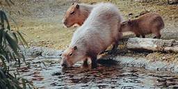 Can You Keep a Capybara as a Pet?