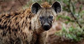 Can You Have Hyenas as Pets?