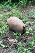 Do Armadillos Make Good Pets?