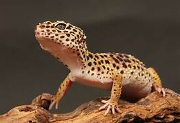 Are Leopard Geckos Good Pets?