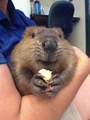 Can Beavers Be Pets?