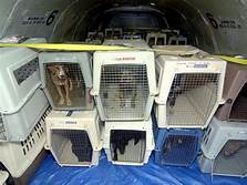 What Does the Cargo Hold for Pets Look Like?