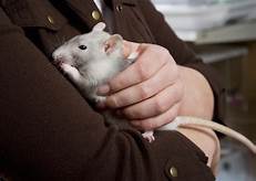 How to Care for a Pet Rat