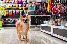 What Stores Allow Pets: A Comprehensive Guide for Pet Owners