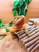 Do Bearded Dragons Make Good Pets?