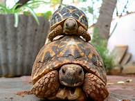 Are Tortoises Good Pets?