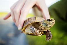 How to Take Care of a Turtle Pet