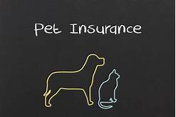 Where to Get Pet Insurance