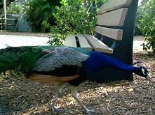 Do Peacocks Make Good Pets?