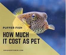 How Much Does a Pet Fish Cost?