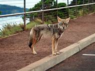 Can a Coyote Be a Pet?