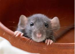 How Long Do Pet Rats Live?