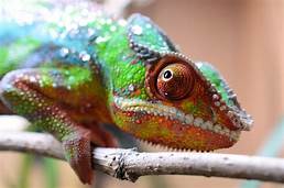 Can You Have Chameleons as Pets?