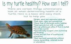 How to Take Care of a Pet Turtle