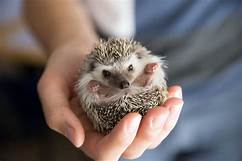 How Much Does a Hedgehog Pet Cost?