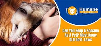 Can You Keep a Possum as a Pet?