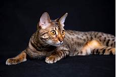 Are Savannah Cats Good Pets?