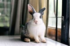 How Long Does a Pet Bunny Live? Lifespan of a Domestic Rabbit