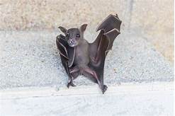 Are Bats Good Pets?