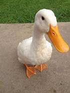 How to Care for a Pet Duck