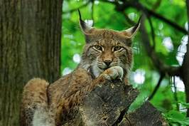 Can You Have a Lynx as a Pet?