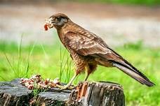 Can You Have a Hawk as a Pet?