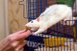 Where to Buy Pet Rats