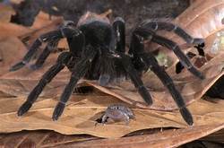 Do Tarantulas Keep Frogs as Pets?