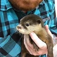 Can You Keep an Otter as a Pet?