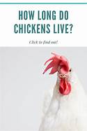 How Long Do Chickens Live as Pets?