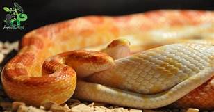 How Long Do Snakes Live as Pets?