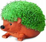 When Did Chia Pets Come Out?