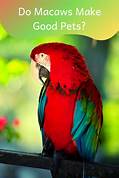 Are Macaws Good Pets?