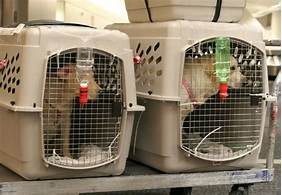 Where Do Pets Go on a Plane?