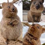 Can Quokkas Be Pets?