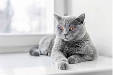 How Long Do Pet Cats Live For?