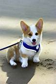 Are Corgis Good Pets?