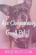 Are Chihuahuas Good Pets?