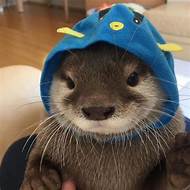 Can You Get Pet Otters?