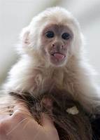 How To Get a Monkey for a Pet