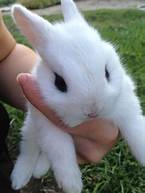 Do Bunnies Like to Be Pet?