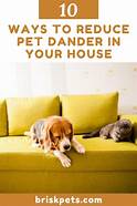 How to Reduce Pet Dander