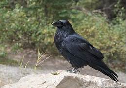 Do Ravens Make Good Pets?