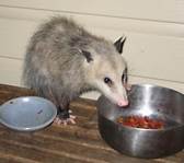 Are Possums Good Pets?