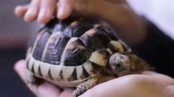 Do Pet Turtles Hibernate?