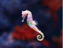 Can You Keep Seahorses as Pets?