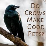 Can You Keep a Crow as a Pet?