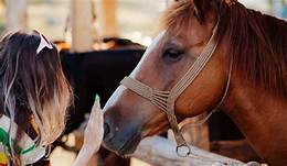 Do Horses Like to Be Pet?