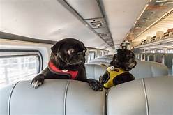 Can You Bring Pets on Amtrak?